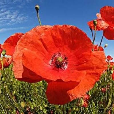 pg麻将胡了下载入口app下载